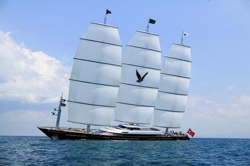 Maltese Falcon - Cruising © SW